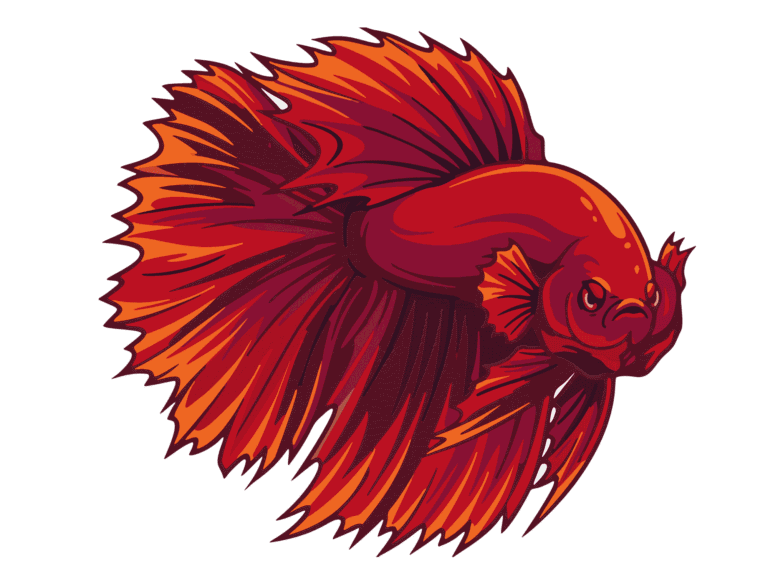 Gambar Ikan Cupang Merah Marah High Resolution
