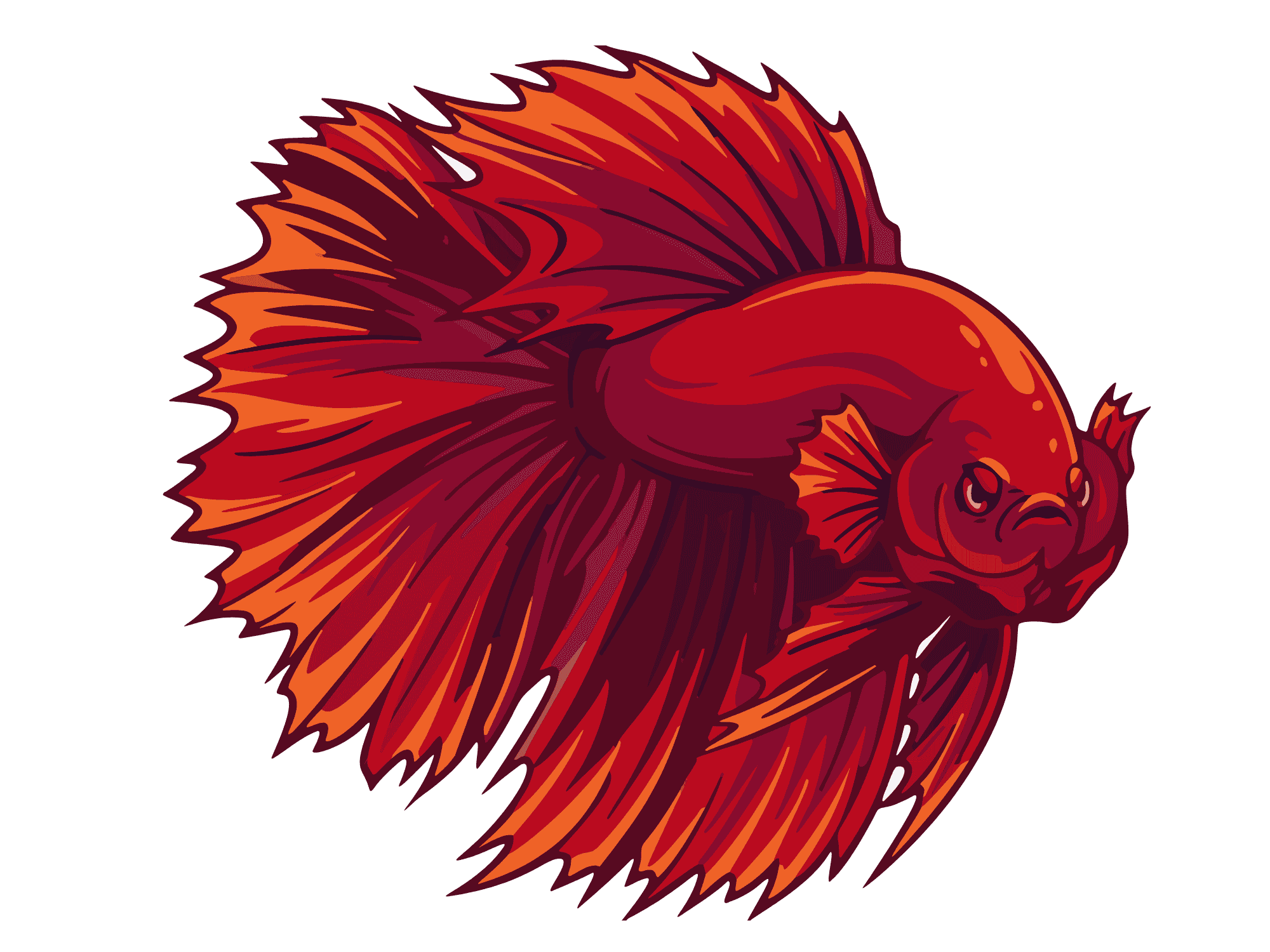 Gambar Ikan Cupang Merah Marah High Resolution